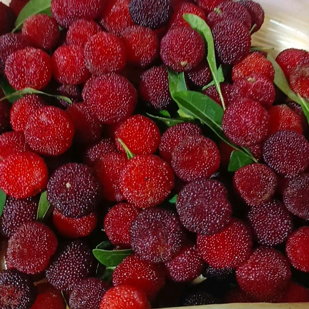 雨中蝶🌹蝶中莲