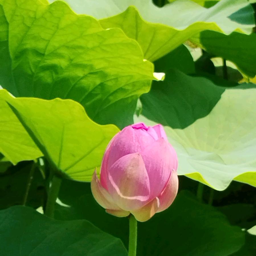 唐小张游玩