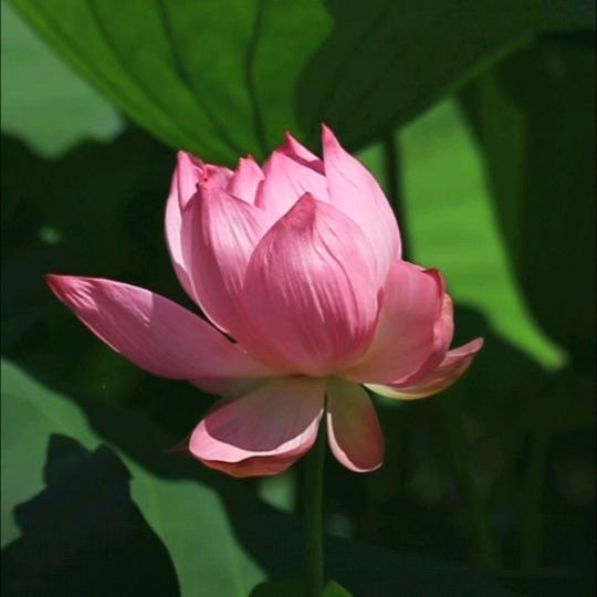六月荷花