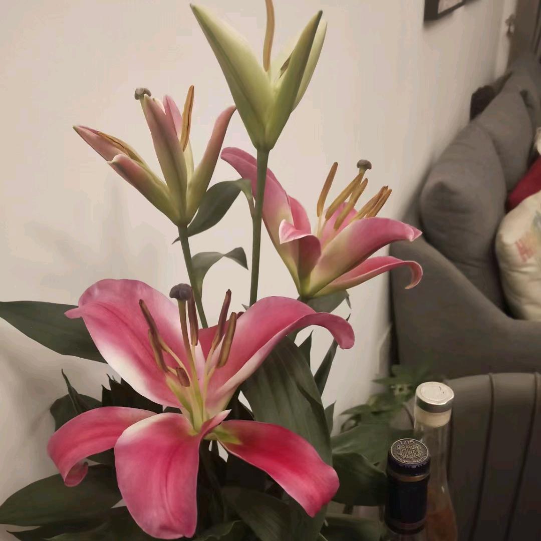 米果儿🌸