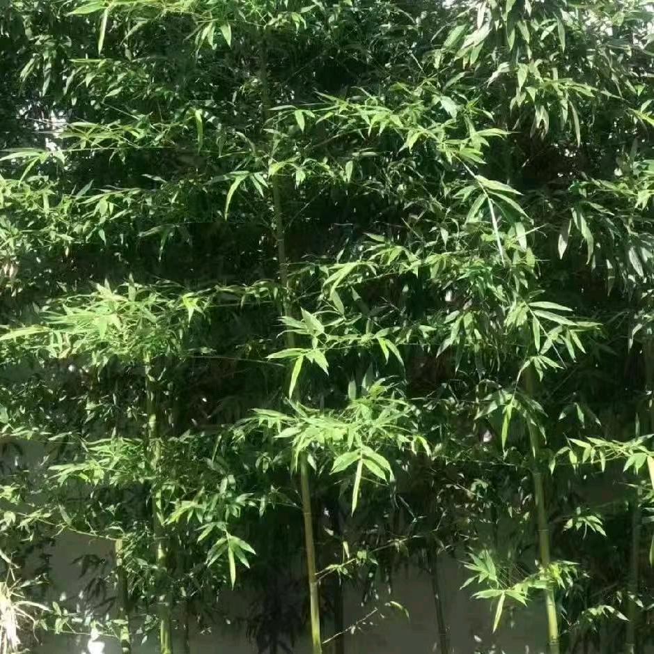 桃源三结义