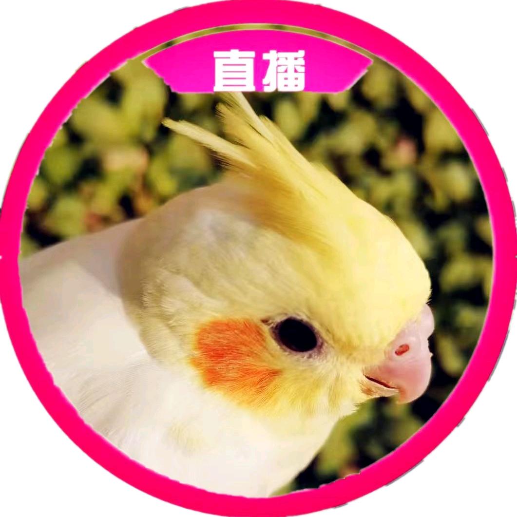 强子的八哥