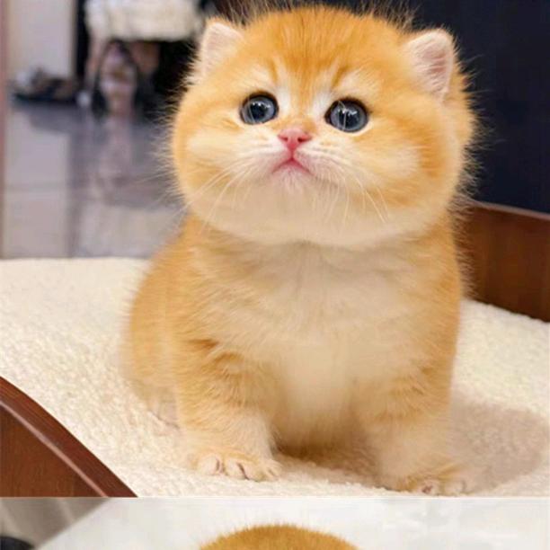 橘子甜甜圈圈圈圈