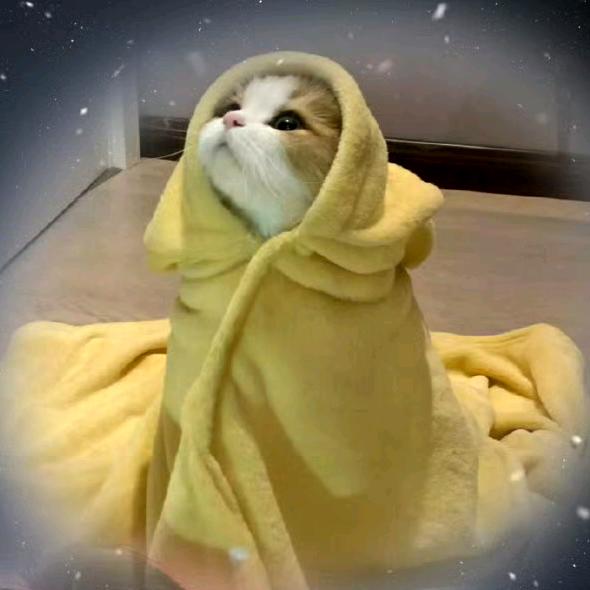 🐻🐥篆芽尖尖