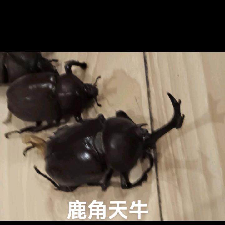 老k