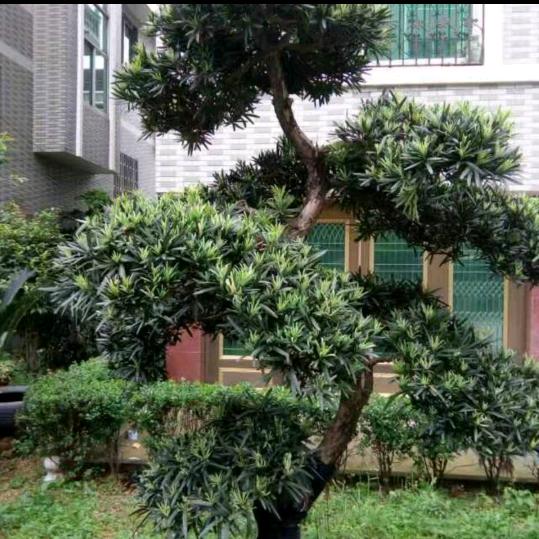 迷茫