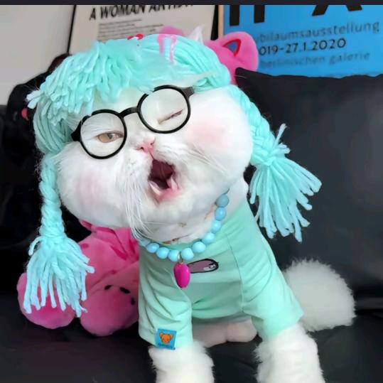 赵吧啦小号鲨鱼🦈