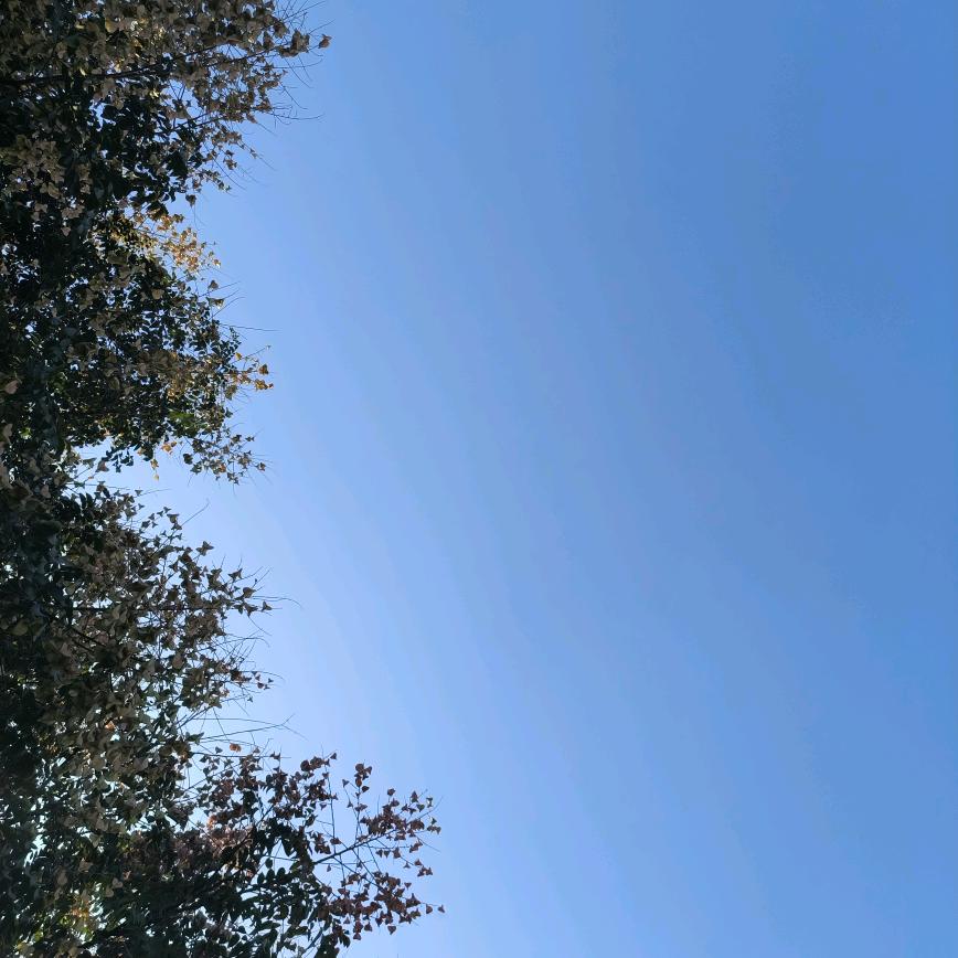君子来了