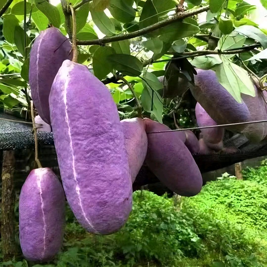 张氏八月瓜种植基地