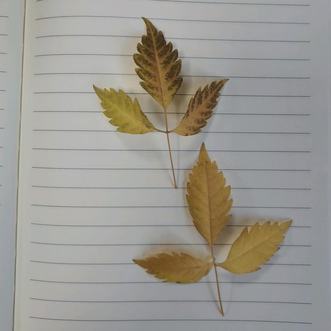 器宇轩昂的柠檬