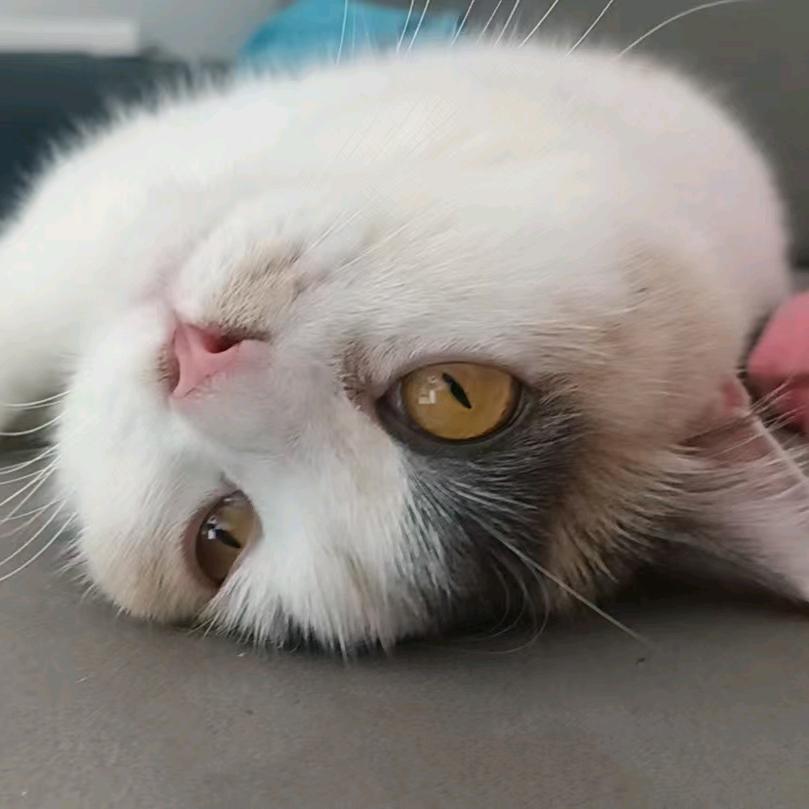 唐心猫窝