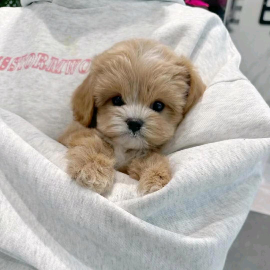 辉煌眼镜(东圃陂东路店)fdsffdsf直播号