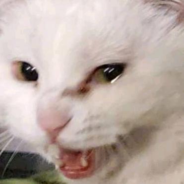 水杉树