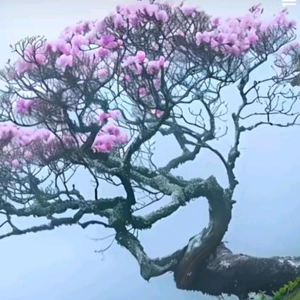 ＄妞妞加油＄