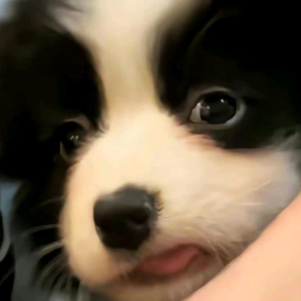 巧克力布丁