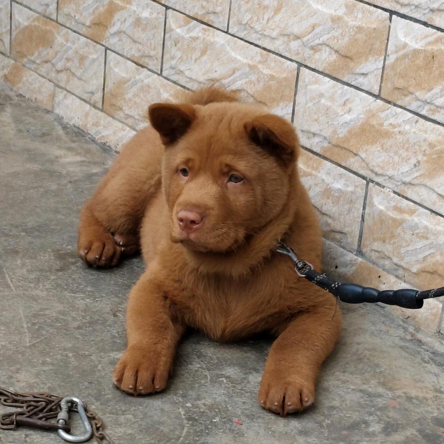 沐宸（五红犬）