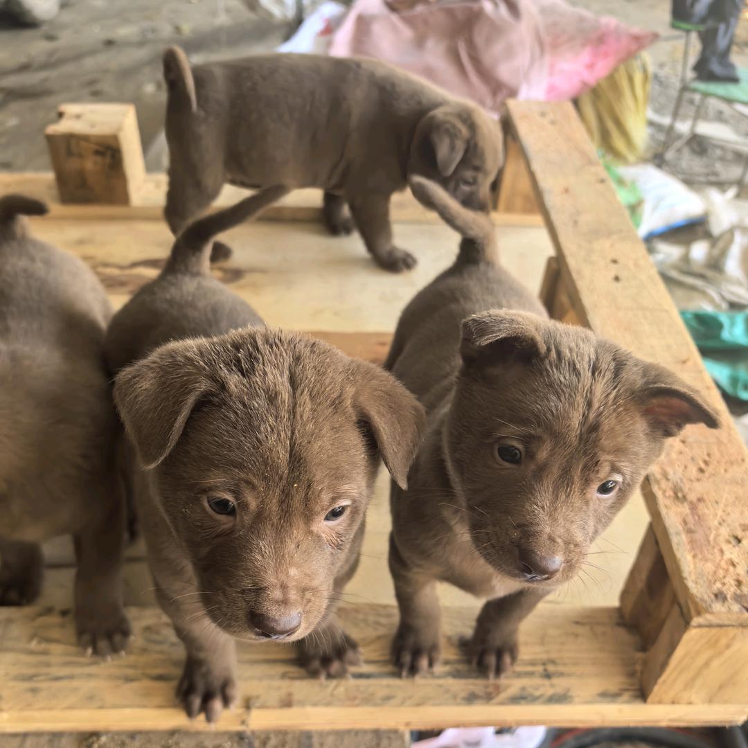 田园犬自繁自养狗场