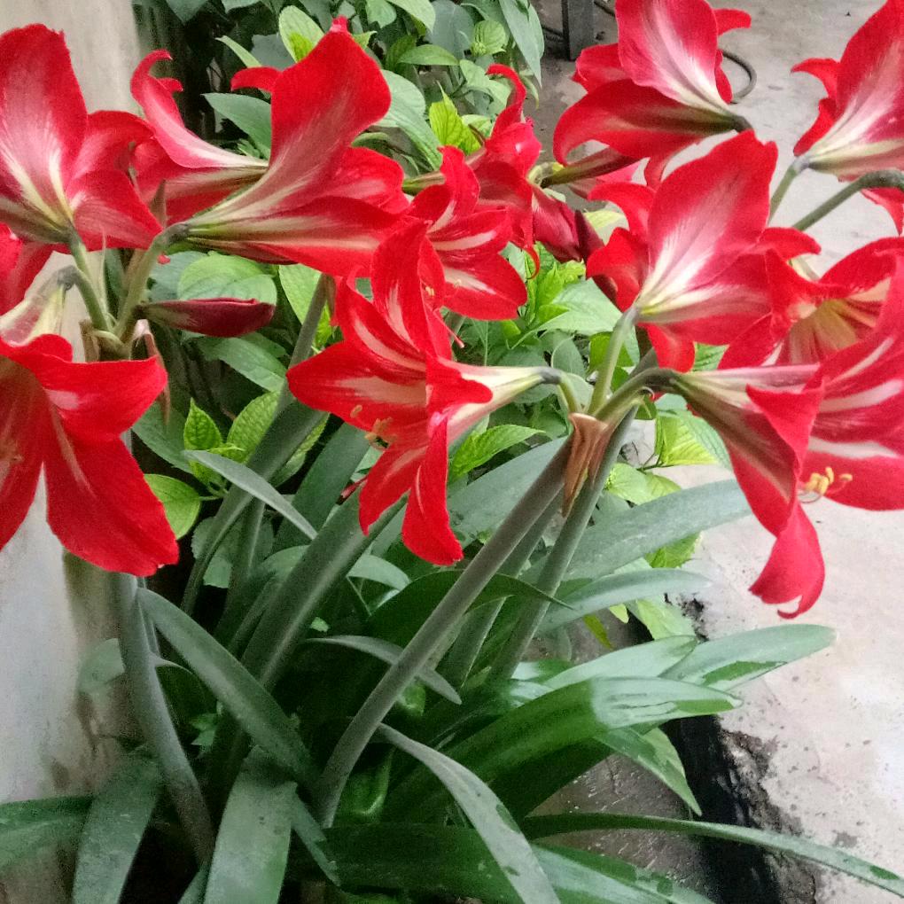 贵州安龙