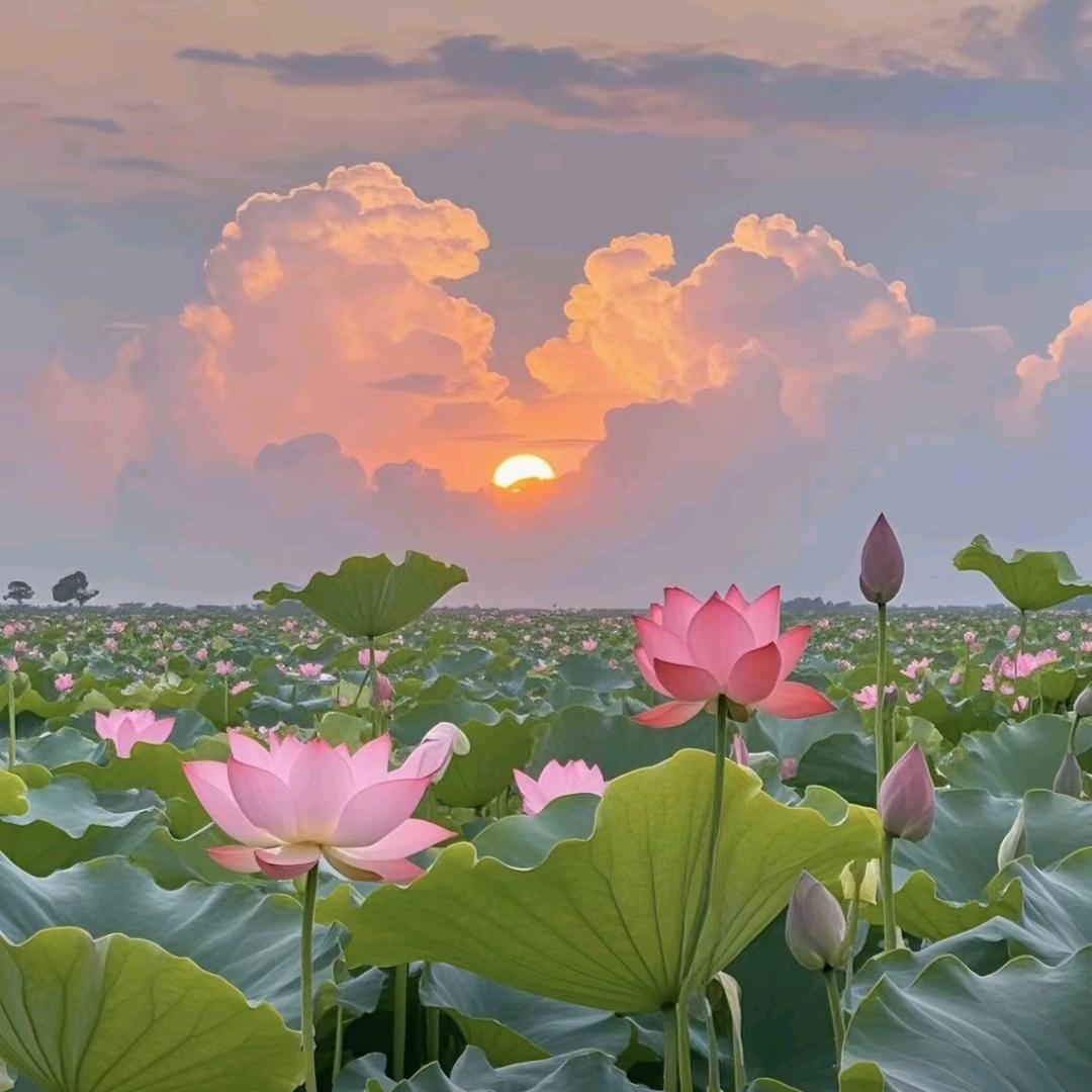 小笨蛋