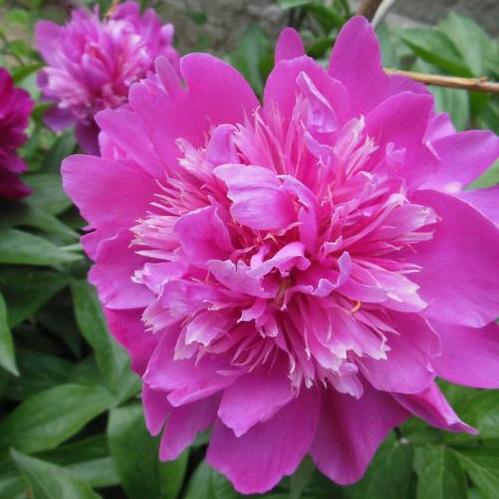 一生平安《拒绝连赞》