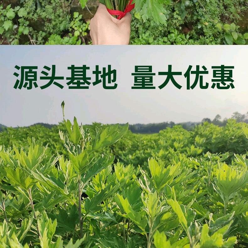 南阳市家家艾   青青