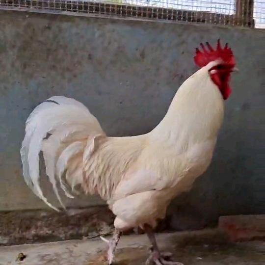 小熊饼干