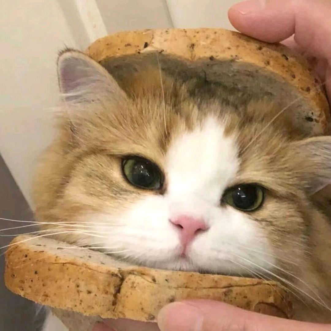 猫meme吖