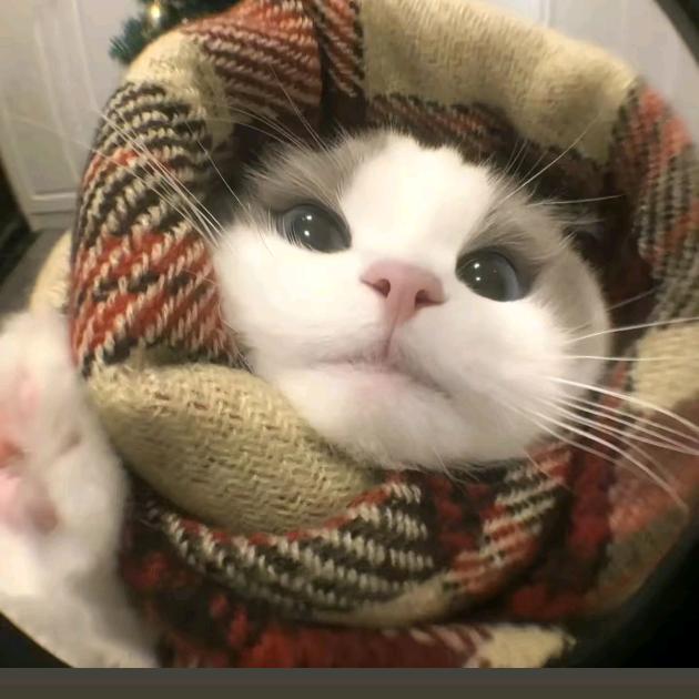 想养只起司叫大小姐