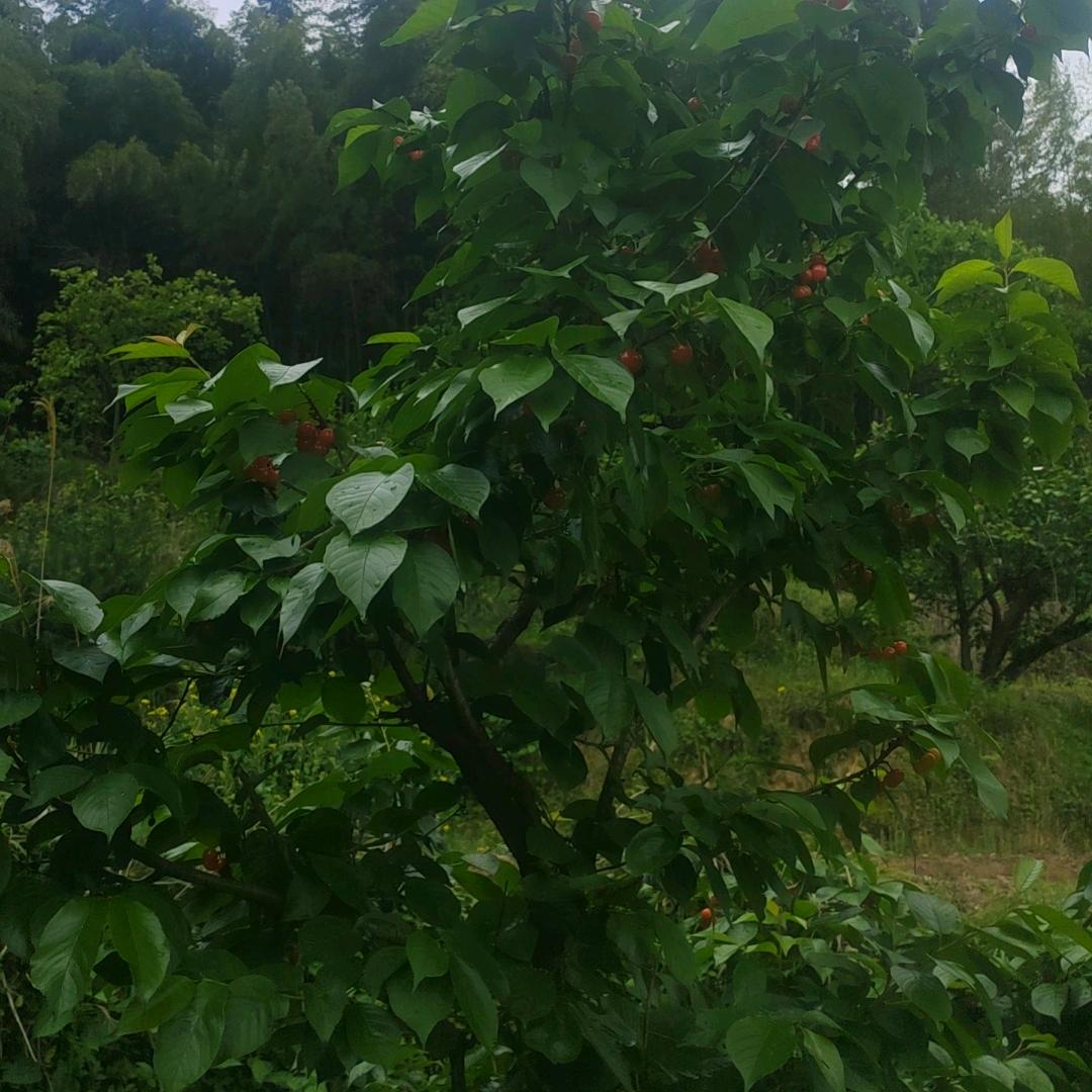 70后大叔¹⁹¹⁵༗