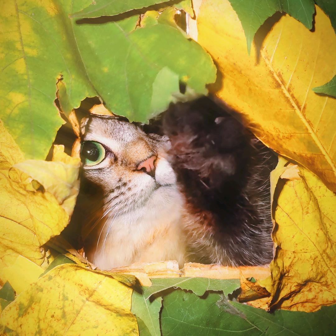丸子是只猫