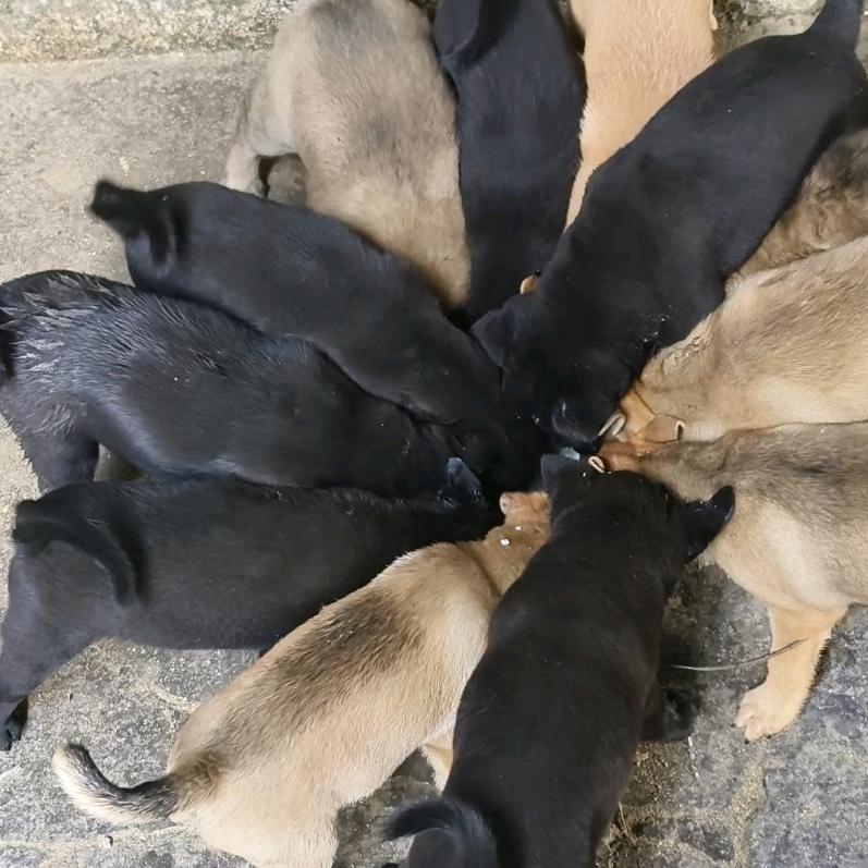 中华田园犬（广西）