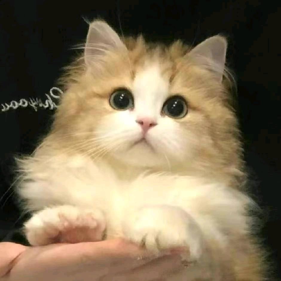 若涵（明日之后）