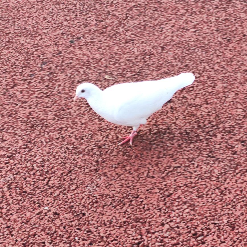 曹操