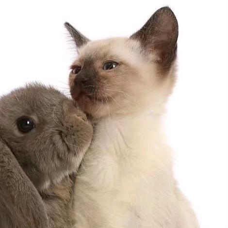 骂我闺蜜死的快（筱筱喑）