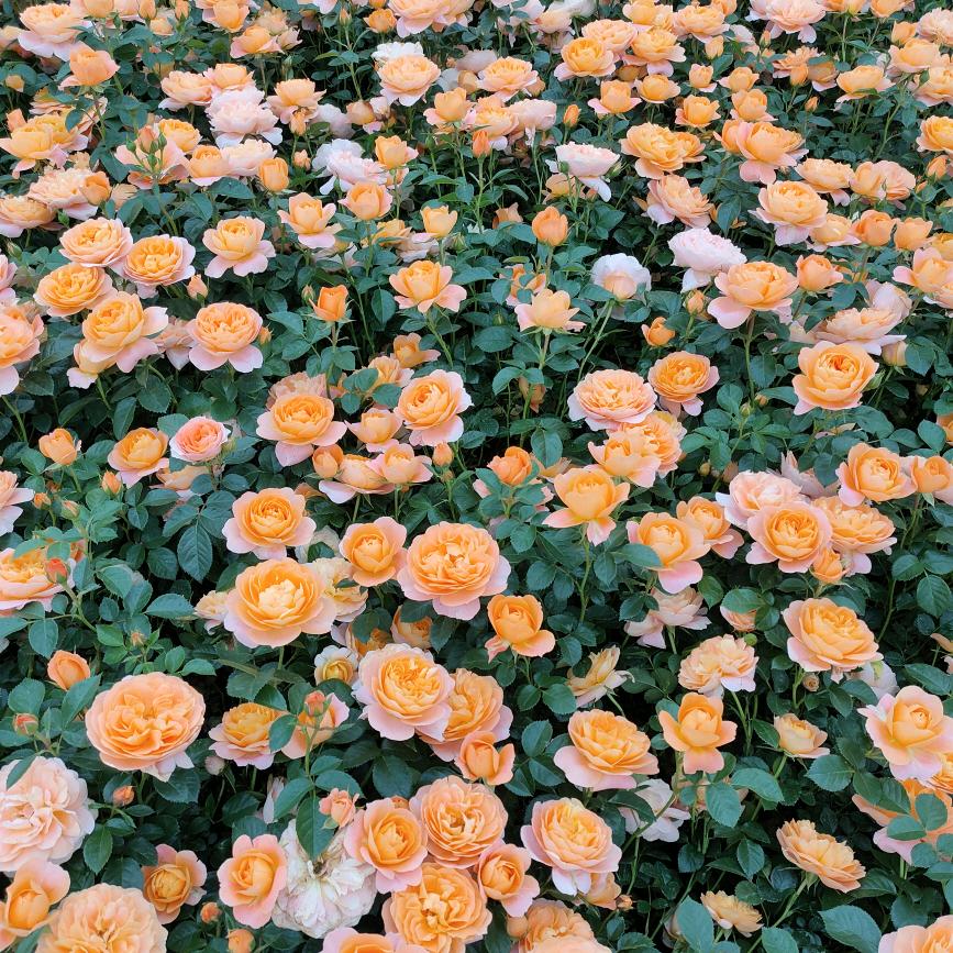 🌹阳光总在风雨后💞💞