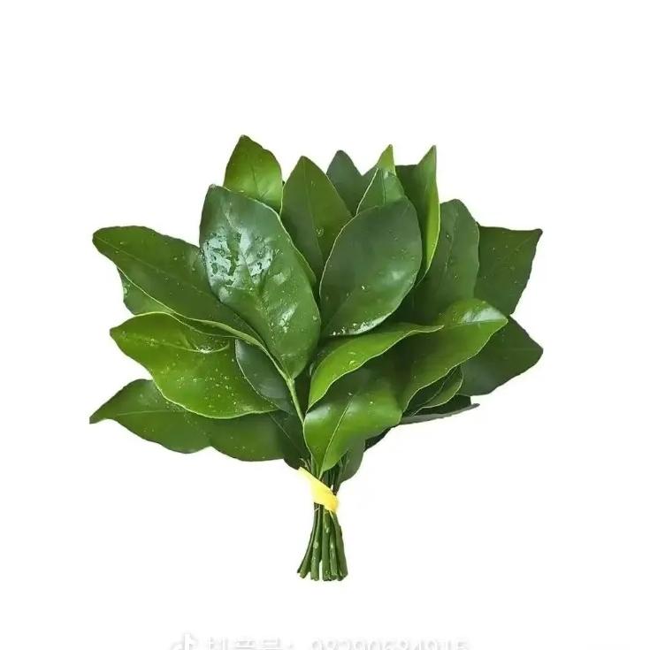 狗东西还我手机