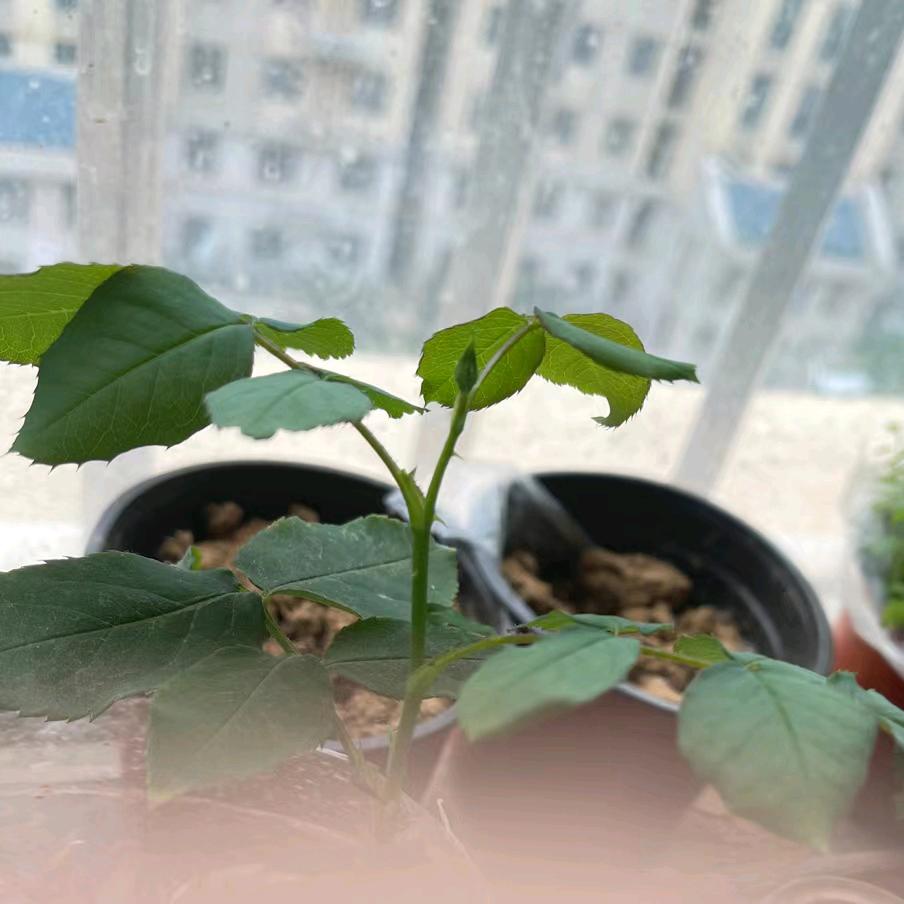 湛蓝的刺刺