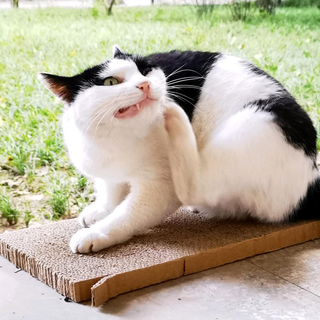 烤冷面食品大王