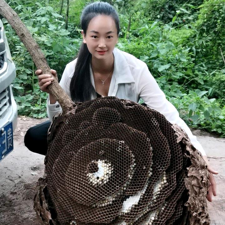 安龙秋秋胡蜂养殖