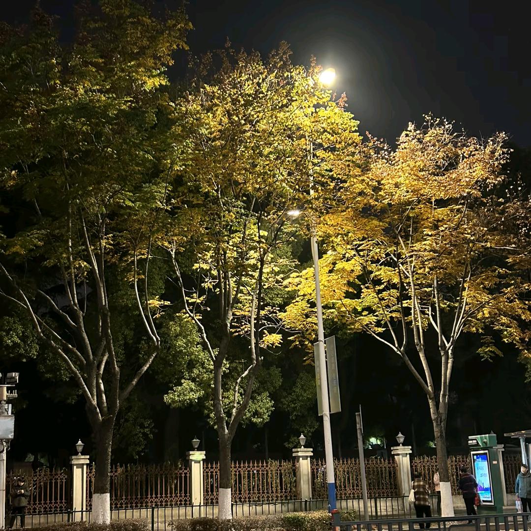 情非得已