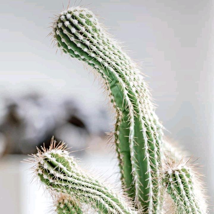 俊墨麻麻
