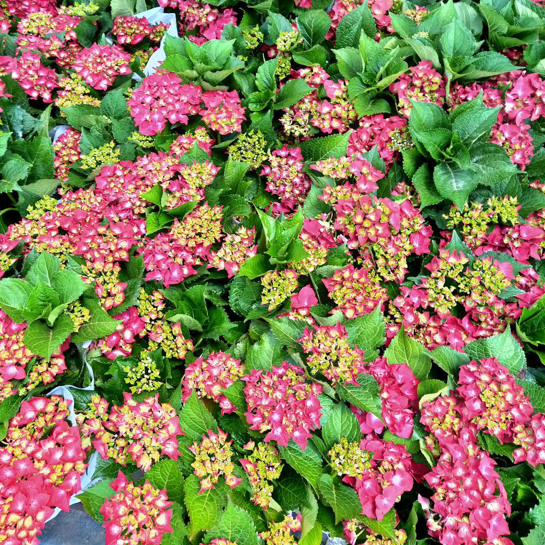 晓晓花园2
