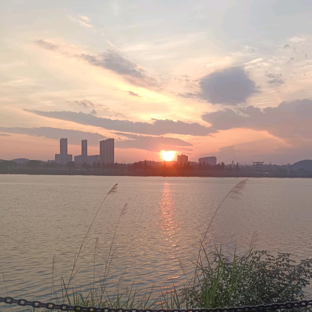 莲宝