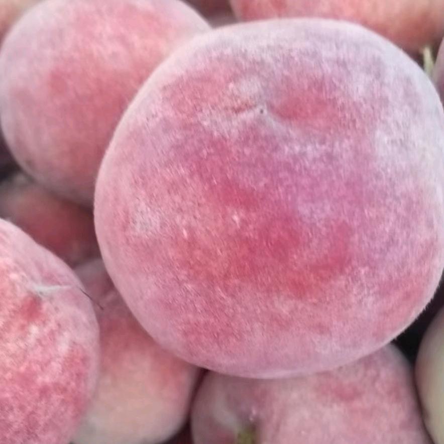 军哥、(学习中)