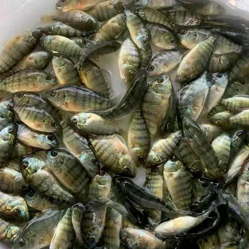 香姐鱼苗～养殖批发