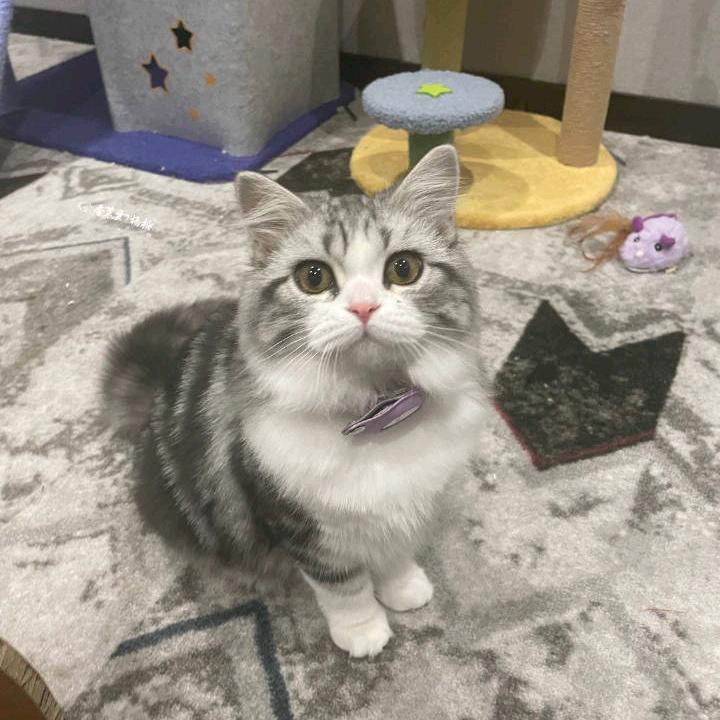 moon菲