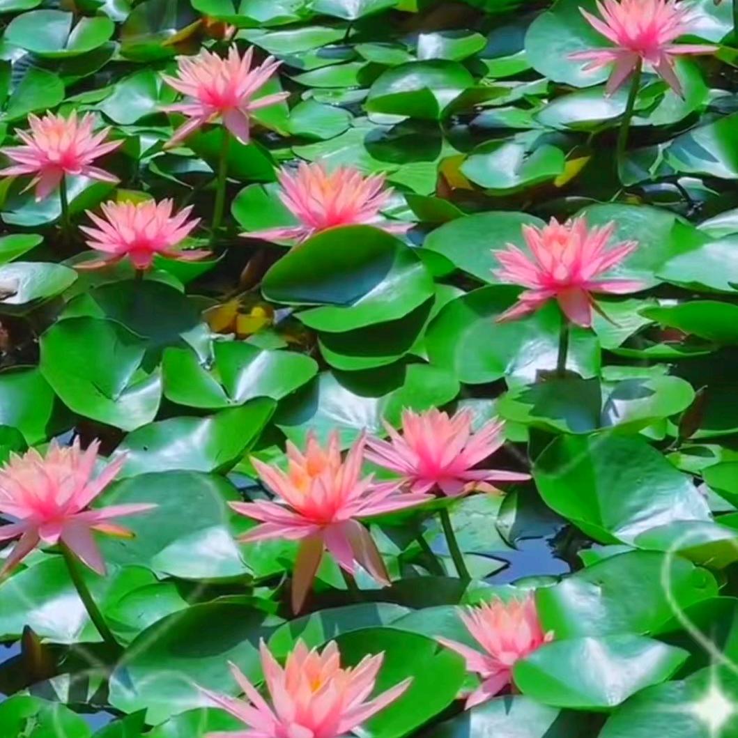 漫花四季