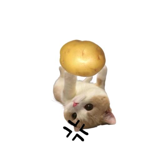 羊羊🐑
