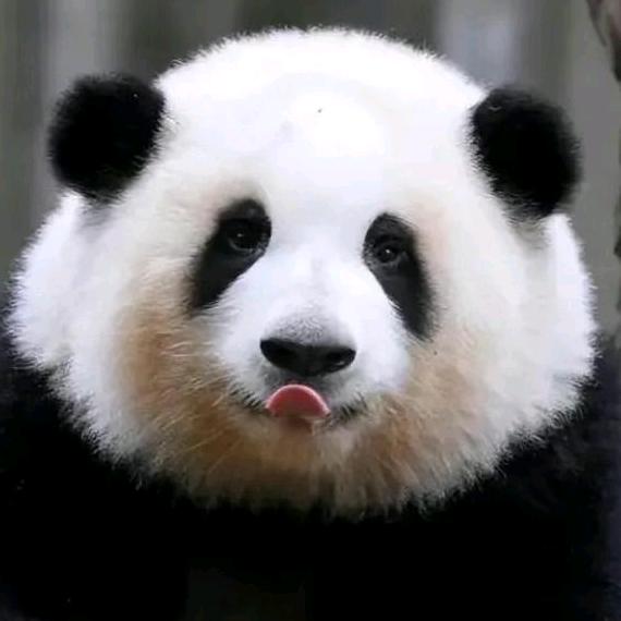 阿Q日记