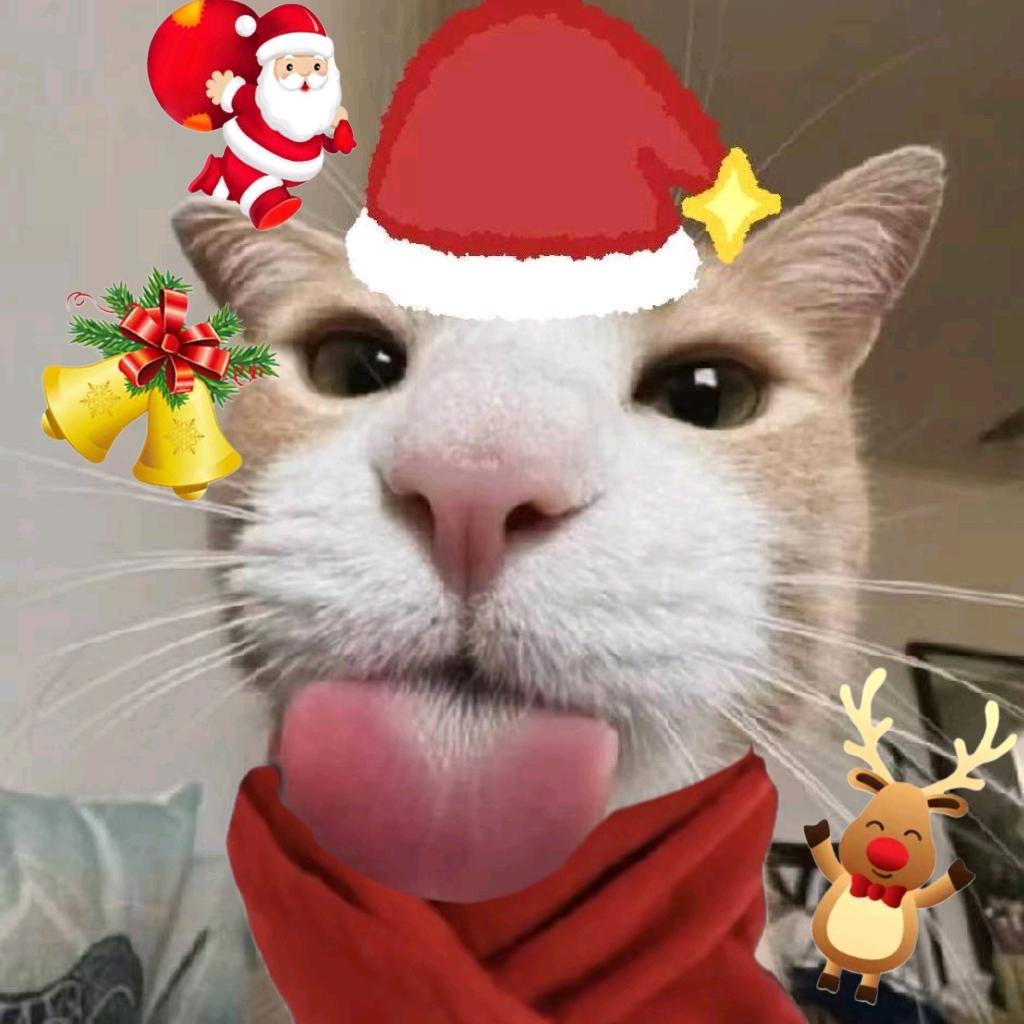 小猫老弟